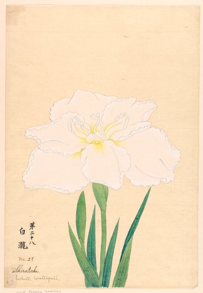White Waterfall (Shirataki), No. 28 by Unbekannt