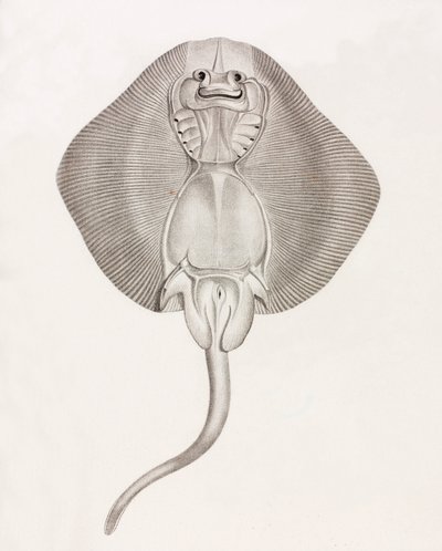 Banded Ray by Unbekannt