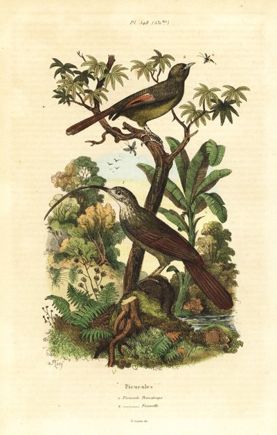 Red-billed Scythebill and Olivaceous Woodcreeper by Unbekannt
