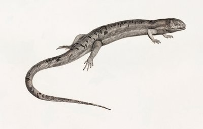 Reptiles: Gigantic Anoles by Unbekannt