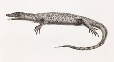 Reptiles: Tupinambis from the Nile by Unbekannt