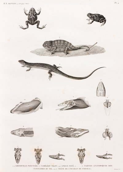 Reptiles: Series of Illustrations of Reptiles by Unbekannt