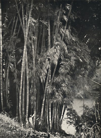 Giant Bamboo Dendrocalamus Giganteus in Peradeniya near Kandy by Unbekannt