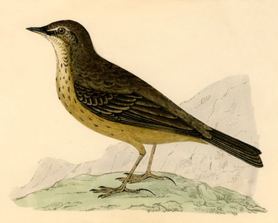 Rock Pipit by Unbekannt