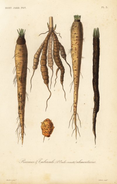 Root vegetables by Unbekannt