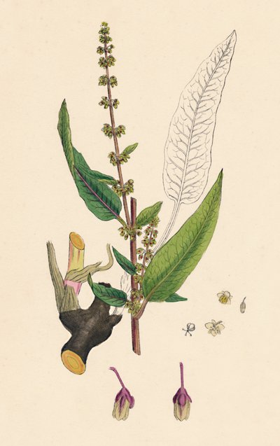 Rumex sanguinens. Bloody-veined Dock by Unbekannt