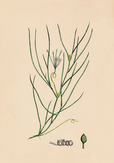 Ruppia spiralis. Greater Ruppia by Unbekannt