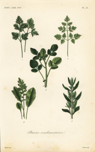 Salad herbs by Unbekannt