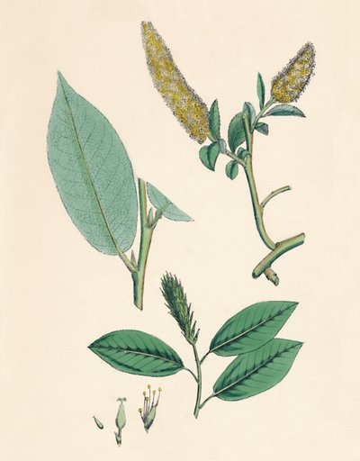 Bay-leaved Willow by Unbekannt