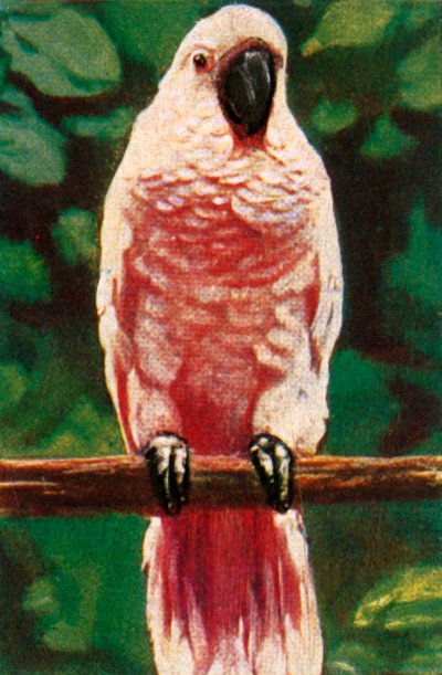 Salmon-Crested Cockatoo by Unbekannt