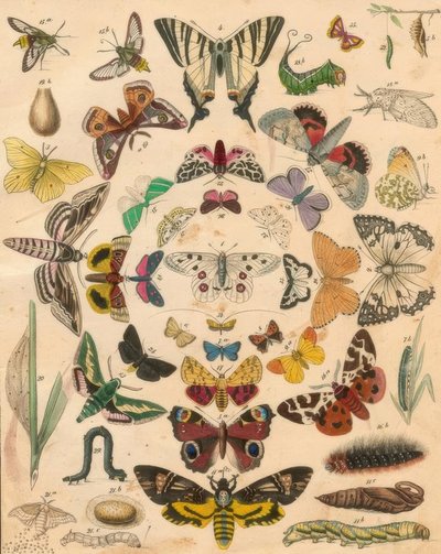 Butterflies by Unbekannt