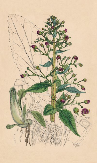 Scrophularia Ehrharti. Ehrhart