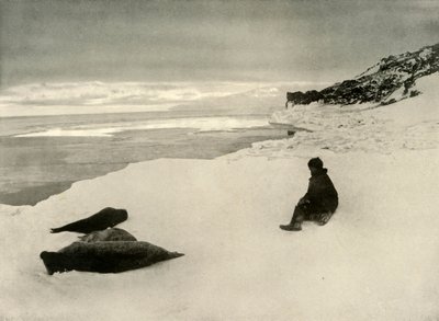 Seals at the Ice-Edge, c1908, 1909 by Unbekannt