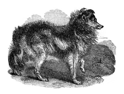 Shepherd