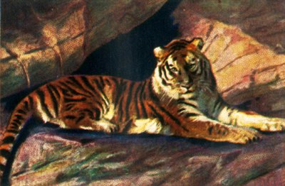 Siberian Tiger by Unbekannt