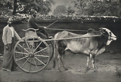 Singhalese Ox Cart by Unbekannt