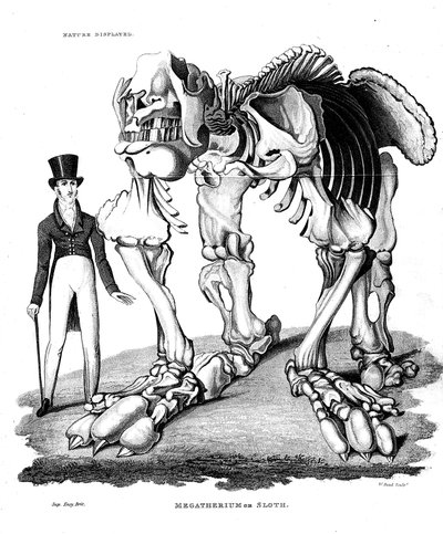 Skeleton of Megatherium, extinct giant ground sloth by Unbekannt