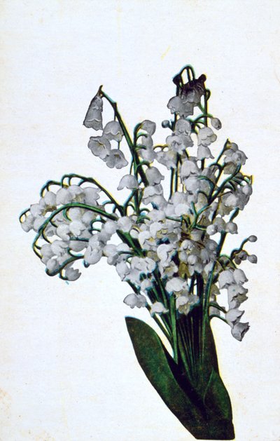 Snowdrop, French Flower Postcard by Unbekannt