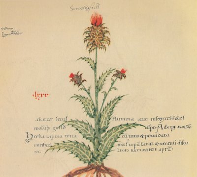 Sow Thistle, 1947 by Unbekannt