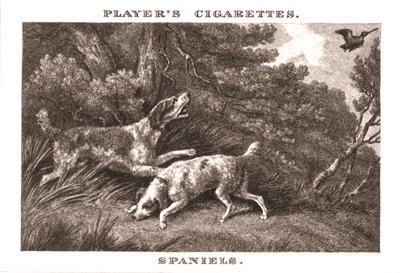 Spaniels, 1924 by Unbekannt