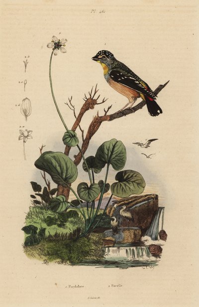 Spotted pardalote, Pardalotus punctatus by Unbekannt
