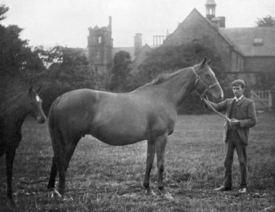St Marguerite, British Racehorse, 1895 1938 by Unbekannt
