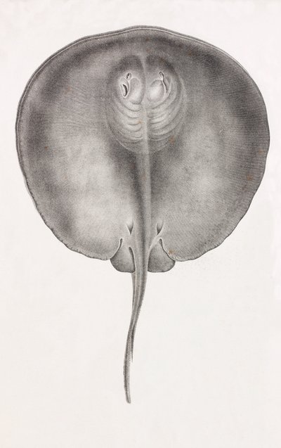 Stingray, front view close up by Unbekannt