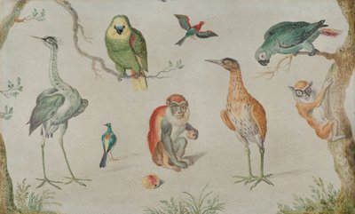 Study of Birds and Monkeys, 1660-1670 by Unbekannt