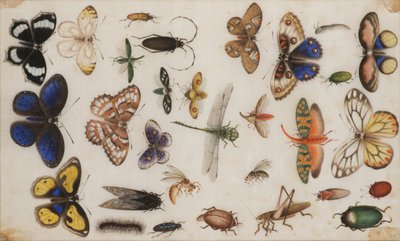 Study of butterflies and insects by Unbekannt