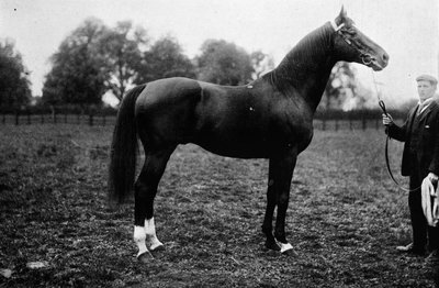 Surefoot, 1911 by Unbekannt