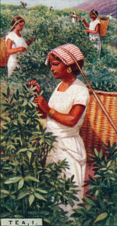 Tea, 1. - Plucking the Leaves, Ceylon by Unbekannt