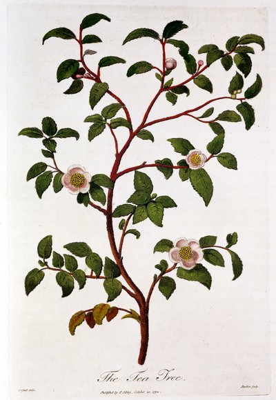 Tea: branch of Camellia sinensis by Unbekannt