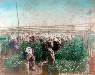 Tea Picking, Japan by Unbekannt