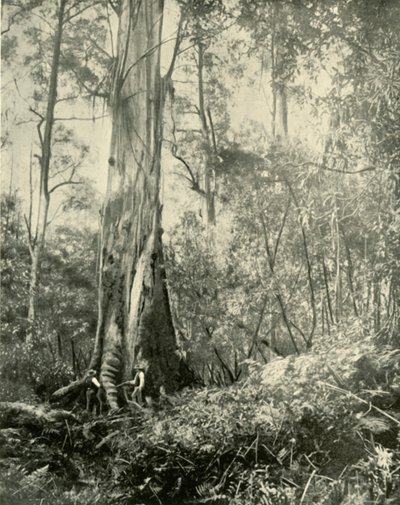 The Baron, a Noted Tall Tree by Unbekannt