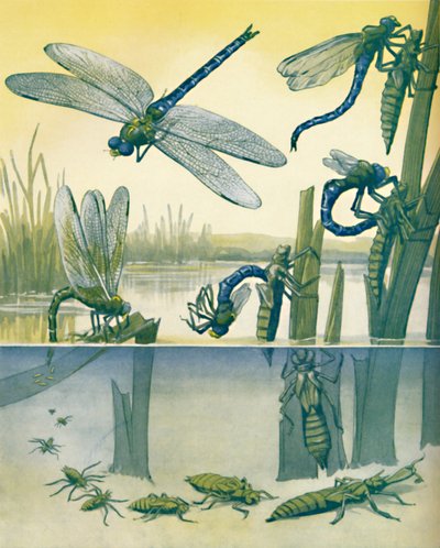 The Beautiful Dragonfly