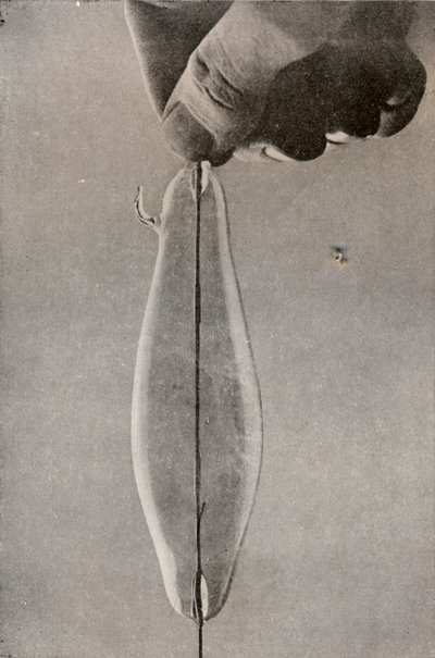 The First Incandescent Electric Lamp by Unbekannt