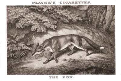 The Fox by Unbekannt
