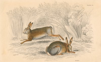 The Hare by Unbekannt