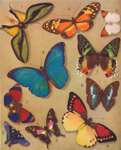 The Marvellous Colour of the Butterflies by Unbekannt