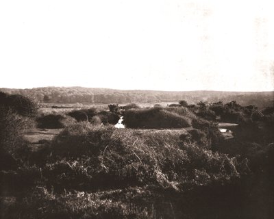 The New Forest, Hampshire by Unbekannt