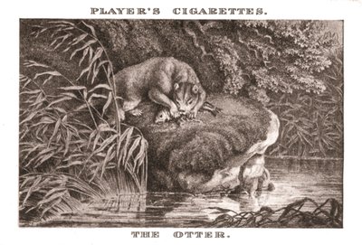 The Otter, 1924 by Unbekannt