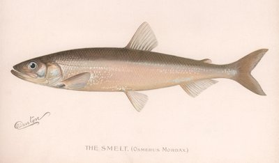 The Smeet Osmerus Mordax by Unbekannt