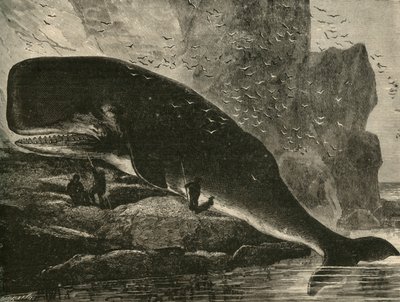 The Sperm-Whale, 1882 by Unbekannt