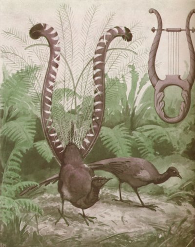 The Wonderful Tail of the Lyre Bird, 1935 by Unbekannt