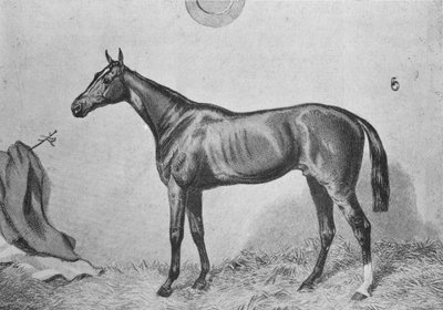 Thormanby, c1860, 1911 by Unbekannt