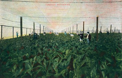 Tobacco Gathering by Unbekannt