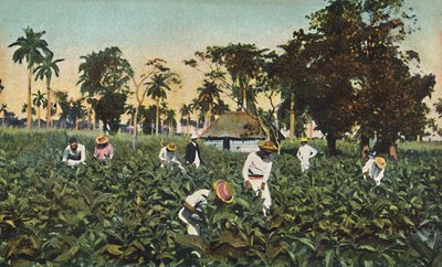 Tobacco Plantation, Cuba by Unbekannt