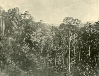 Tropical Scrubs, Blackall Range, Queensland by Unbekannt