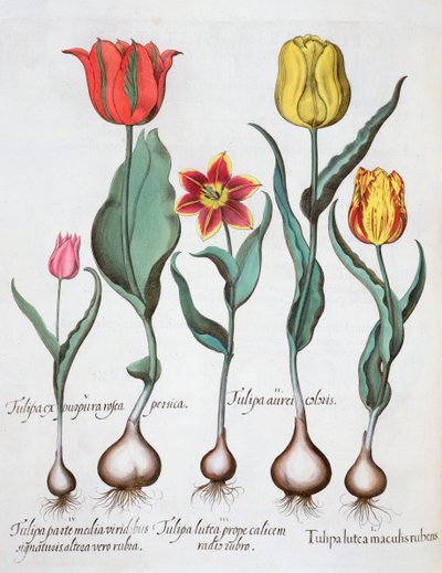 Tulips by Unbekannt