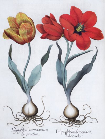 Tulips by Unbekannt